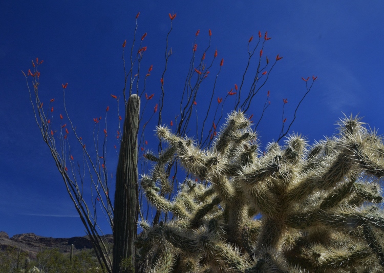 blooming ocatillo